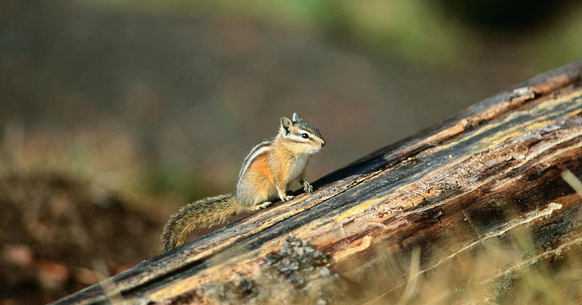 Chipmunk perches on wood