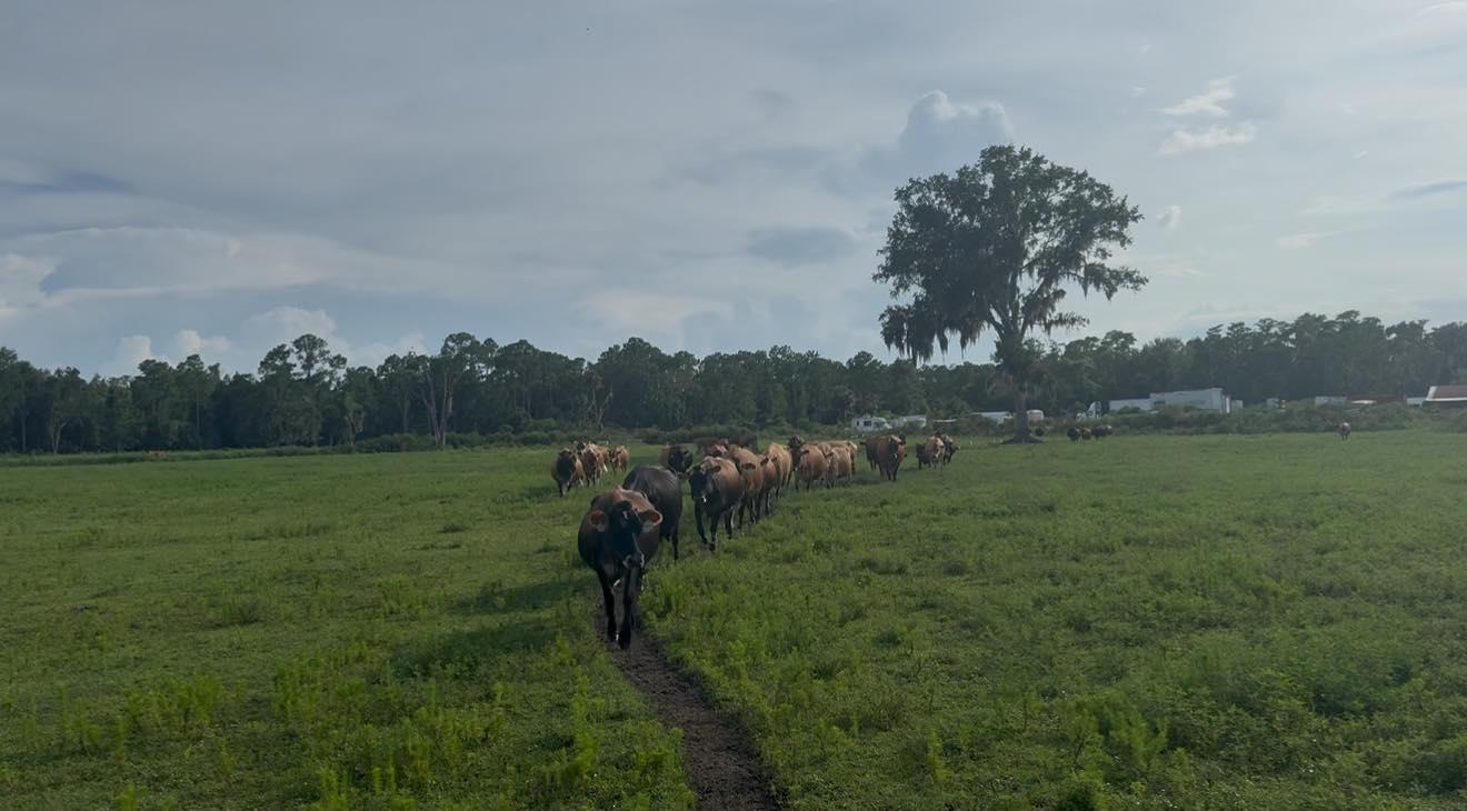 Many cows are pictured grazing on the grass at Keely Farms Dairy.
