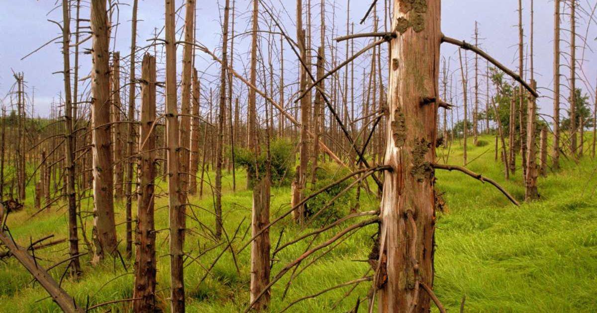 Trees dying after acid rain in Czech Republic (Representative Cover Image Source: Getty Images | Oliver Strewe)