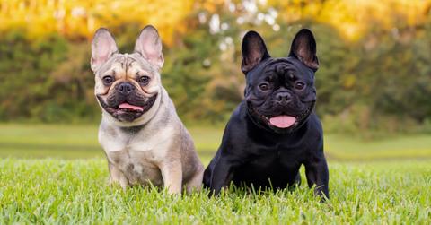 Cream and black French Bulldogs sitting in a field.