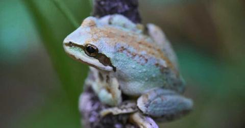 A Pacific tree frog in the Sierra Nevada. (Cover Image Source: UC Davis | Photo by Thomas Honeycutt/USDA Forest Service)