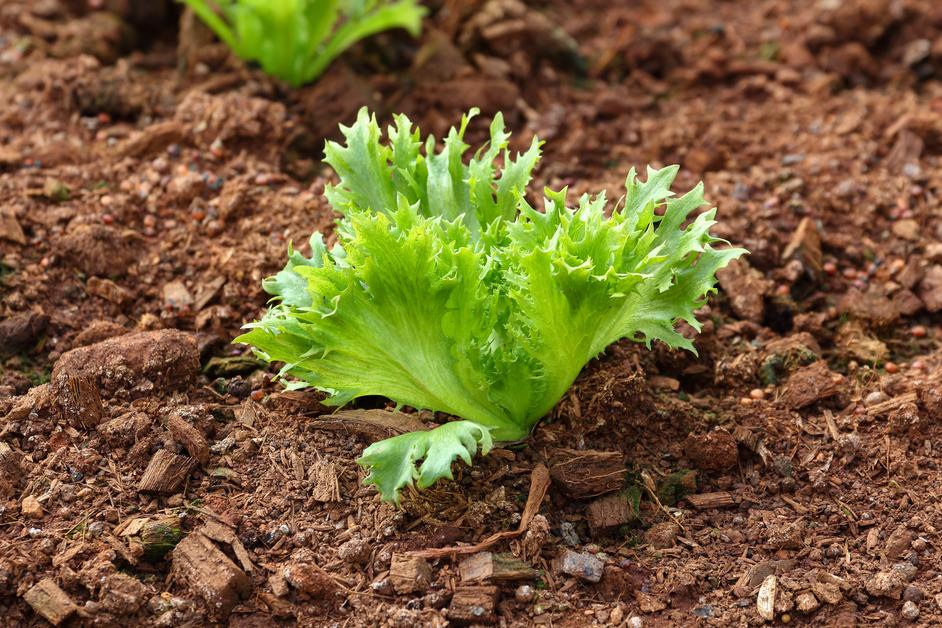 A frillice iceberg lettuce growing in soil.