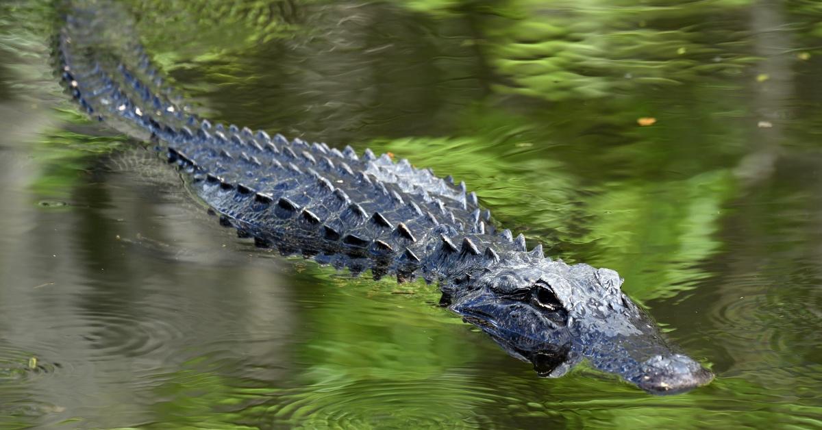 Alligator swimming in water in Florida