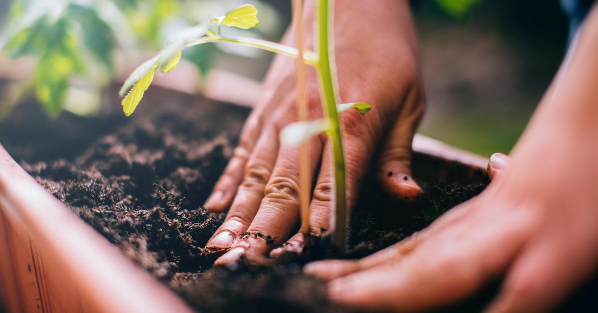 Is Preen Safe for Vegetable Gardens? Here's What You Should Know