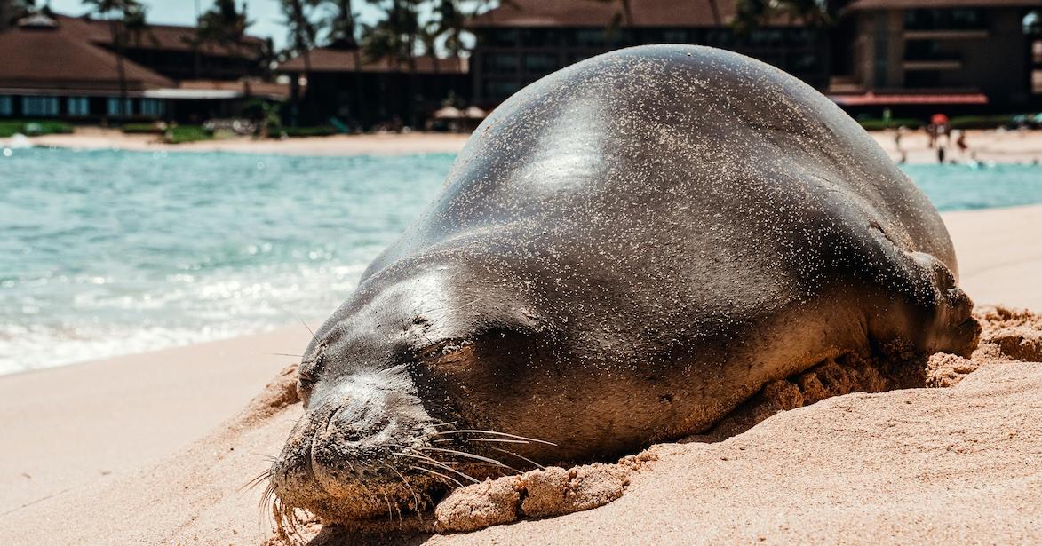monk seal