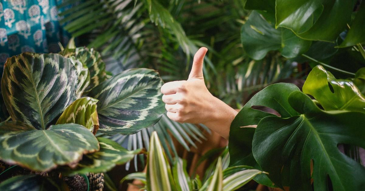 A person sticks their thumb up between a collection of plants