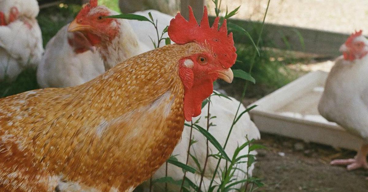 A rooster and a few other chickens