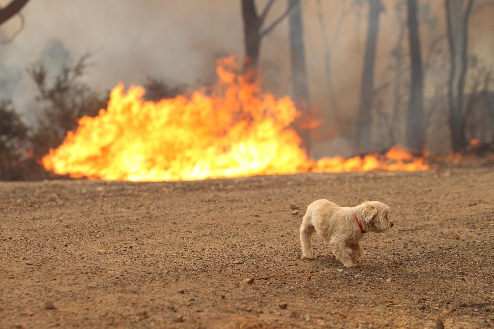 Australia's Wildfires Have Killed More Than 1 Billion Animals