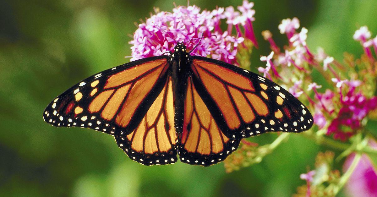 Monarch butterfly