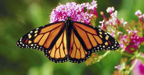 Monarch butterfly