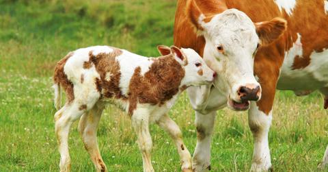 A mother and baby cow with brown spots embrace in a field