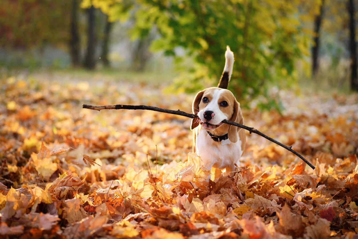 A Beagle dog is pictured in a field of Autumn leaves with his tail straight in the air and a large stick in his mouth.