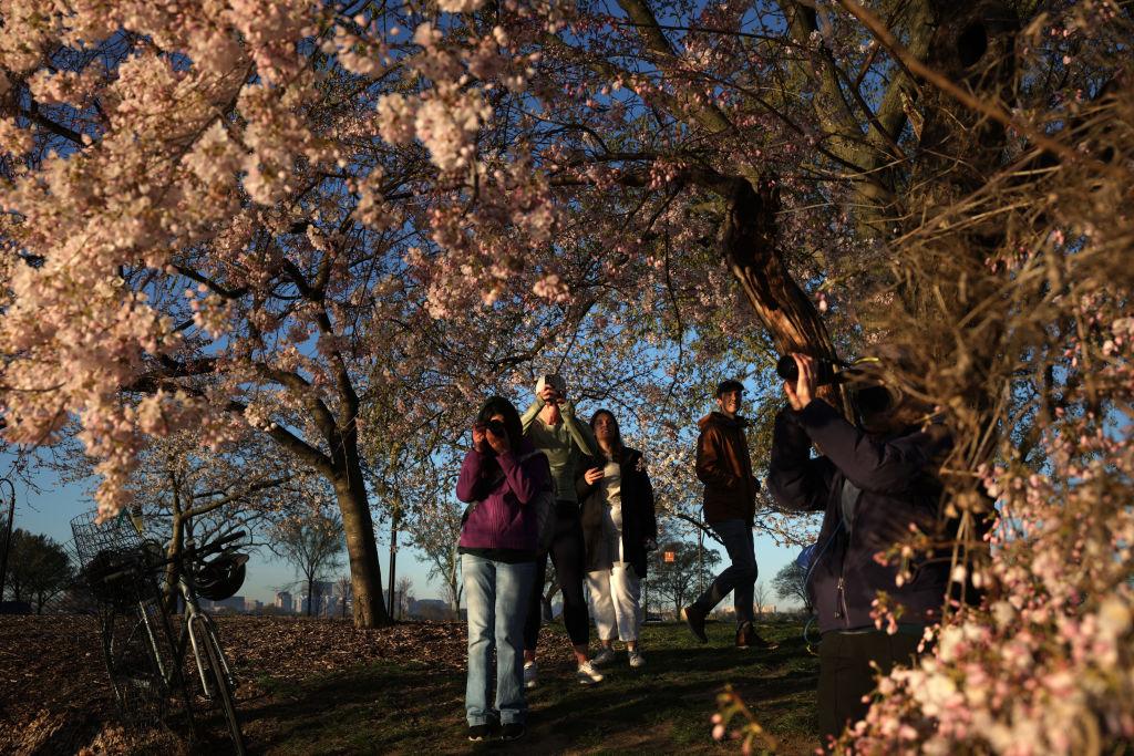 Visiting the DC Cherry Blossoms