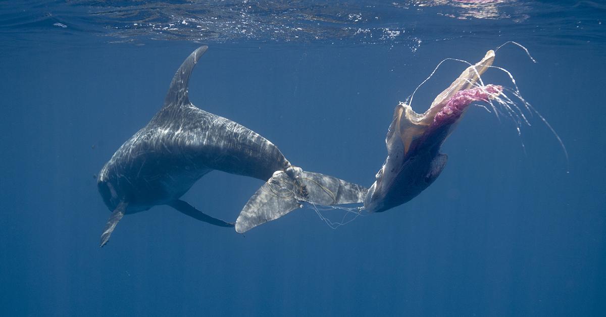 microplastic marine animals