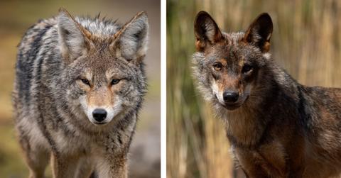 German Wolf, Canadian Coyote