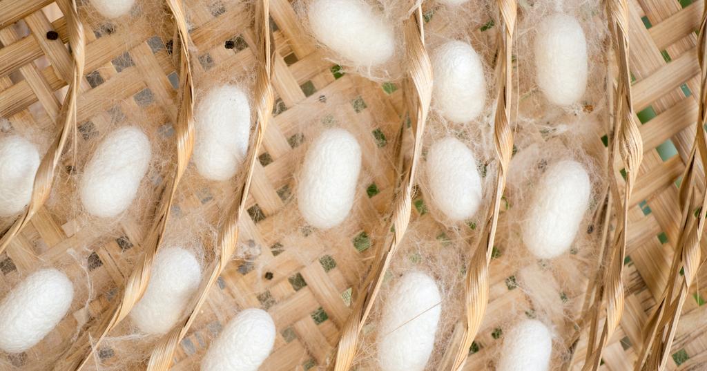 Why Vegans Don't Wear Silk