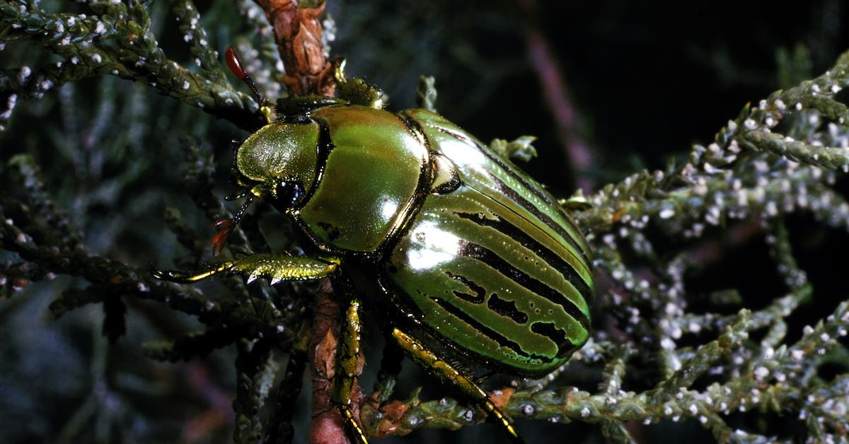 how to get rid japanese beetles