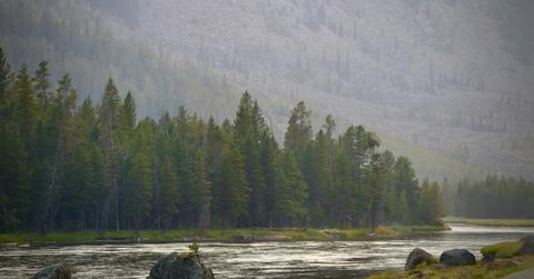 An early morning view of the trees along the water in Yellowstone National Park