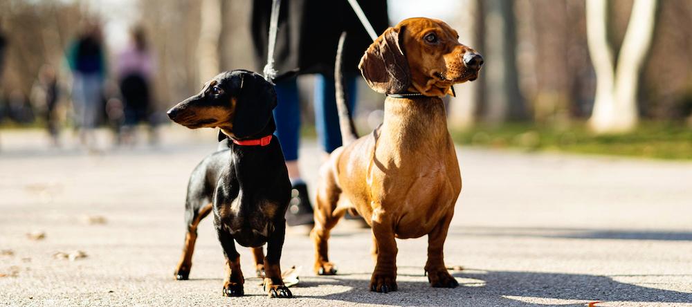 A brown dachshund and black dachshund on a walk together.