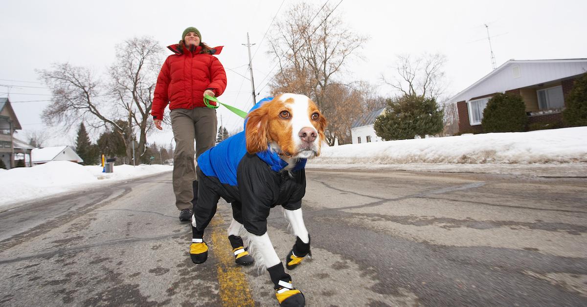 do dogs need a coat for cold weather