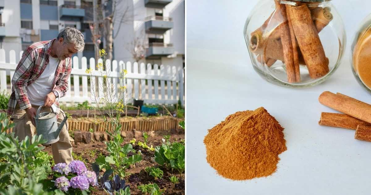(L) A man watering his garden. (R) Cinnamon sticks and cinnamon powder on a table. (Representative Cover Image Source: Pexels | (L) Kampus Productions, (R) Ruby Sengar)