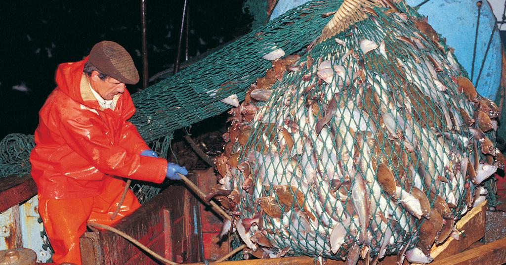 How Overfishing Affects Biodiversity, And Our As a Whole