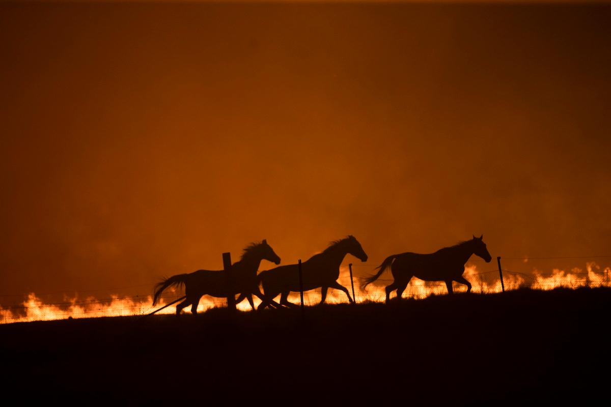 Horses fleeing from Australian wildfire