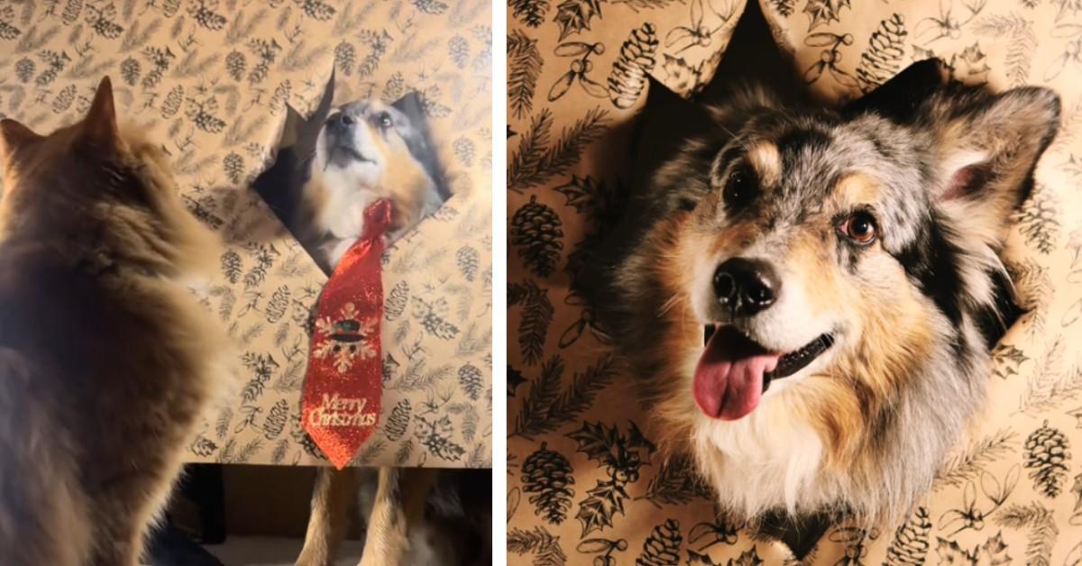 The wrapping paper trend involves getting your furry friends to pose with festive paper