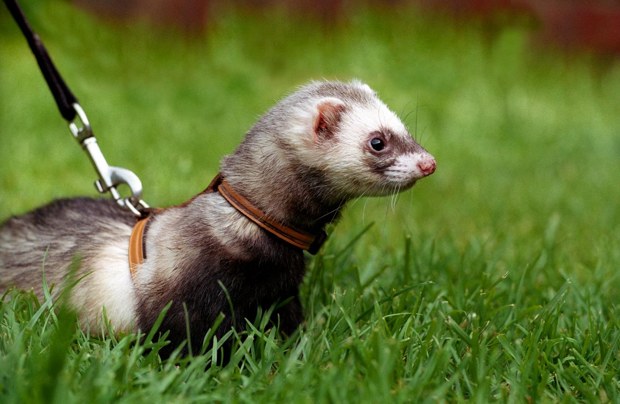 A ferret wearing a harness on a leash is standing in a field of grass.