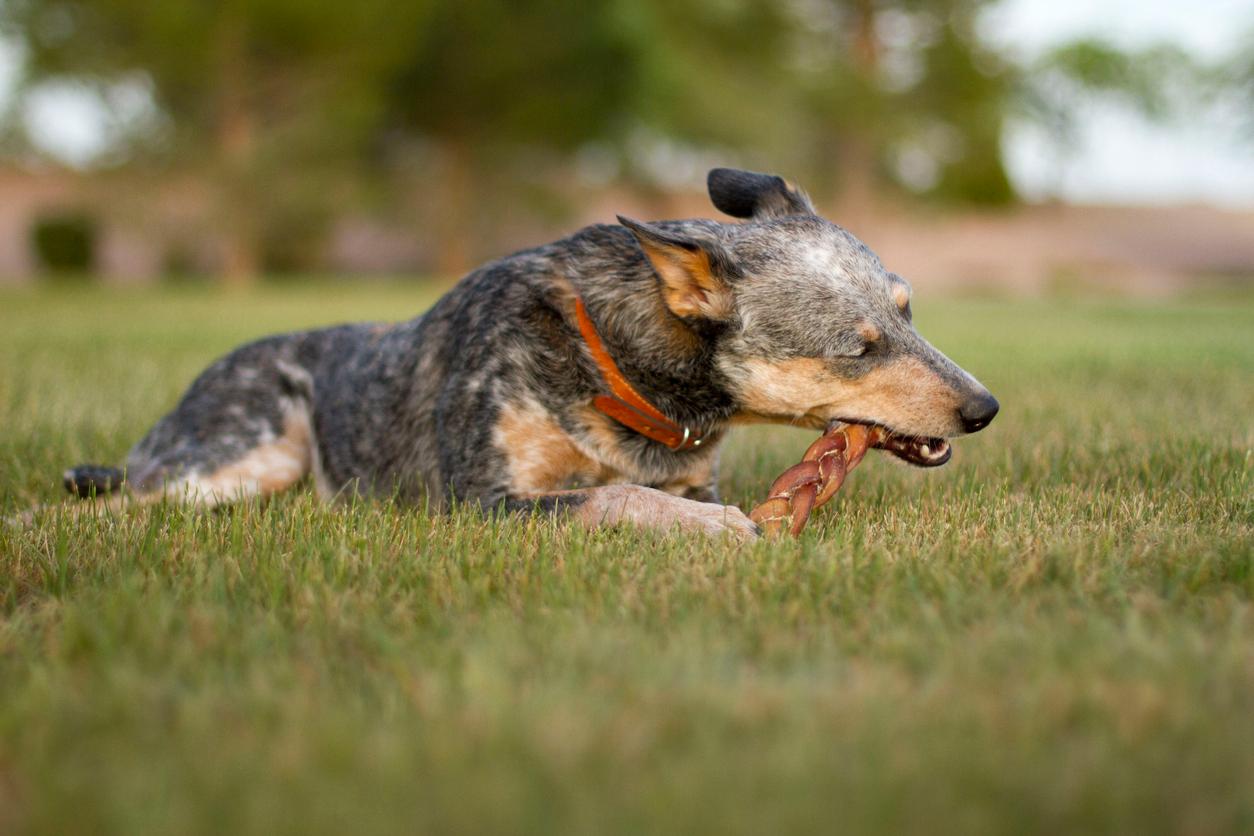 A Blue Heeler dog chews on a bully stick while laying in a grassy field.