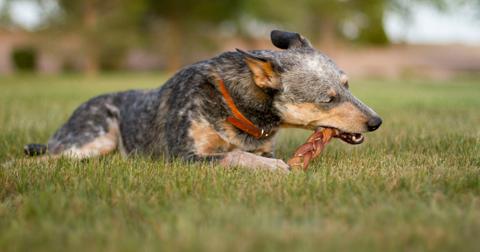 Are Bully Sticks Safe for Dogs? Why Some Vets Don't Recommend Them