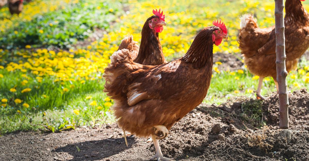 Brown chickens congregate at a farm.