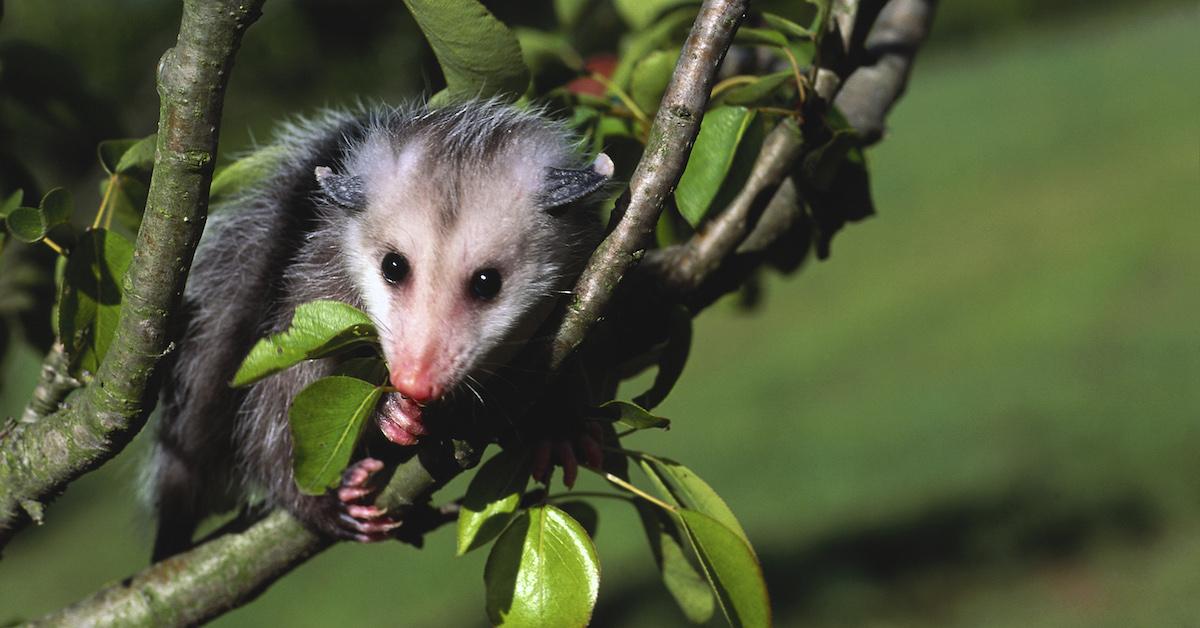 can possums eat dog food