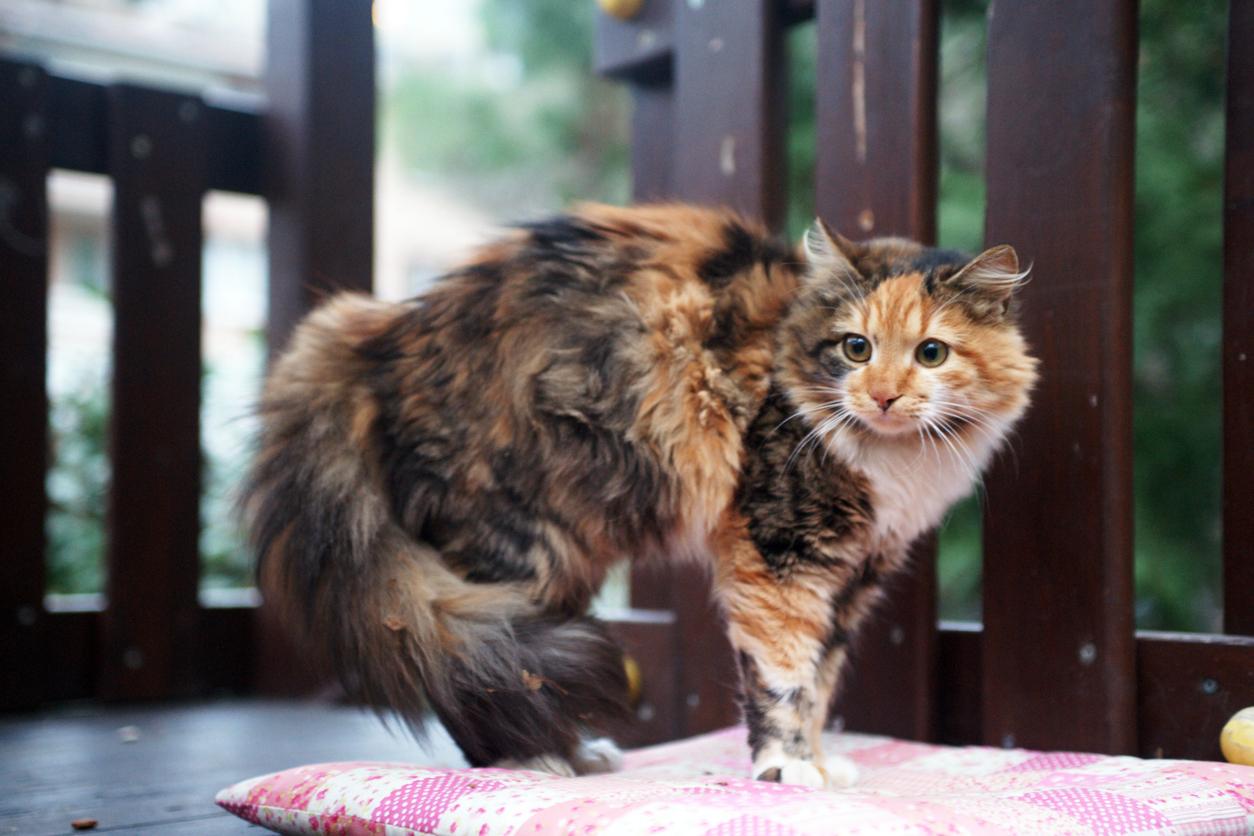 A scared cat with her tail puffed up stands on the deck of a house.