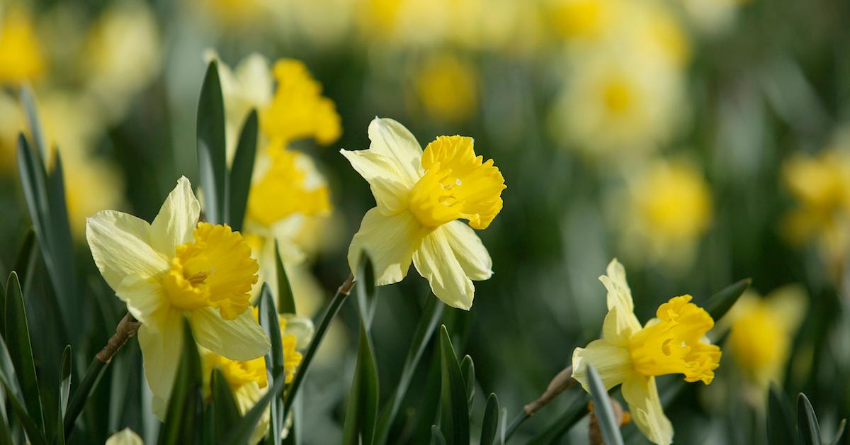 How to plant daffodil bulb
