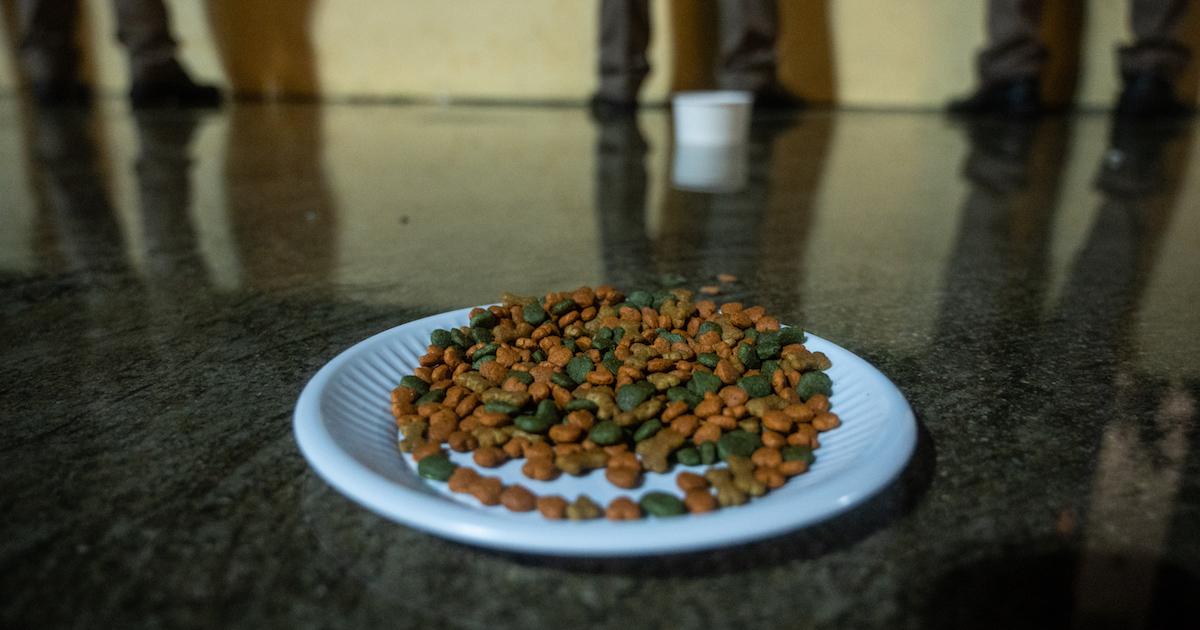 What Are the Best Ethical Dog Foods?