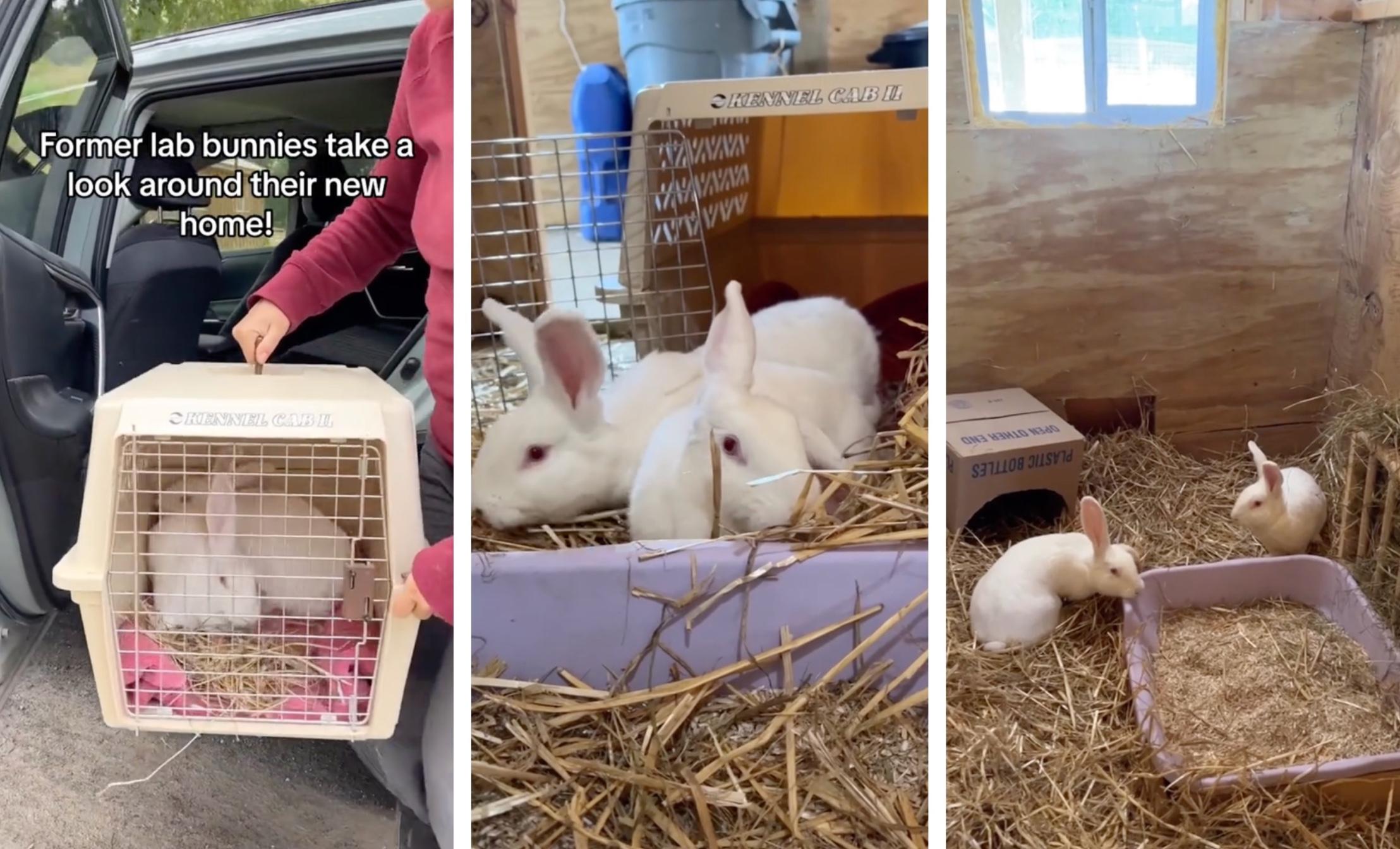 Rescued bunnies are transported to their new home at  Woodstock Farm Sanctuary. 