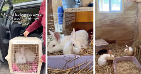 Rescued bunnies are transported to their new home at Woodstock Farm Sanctuary.