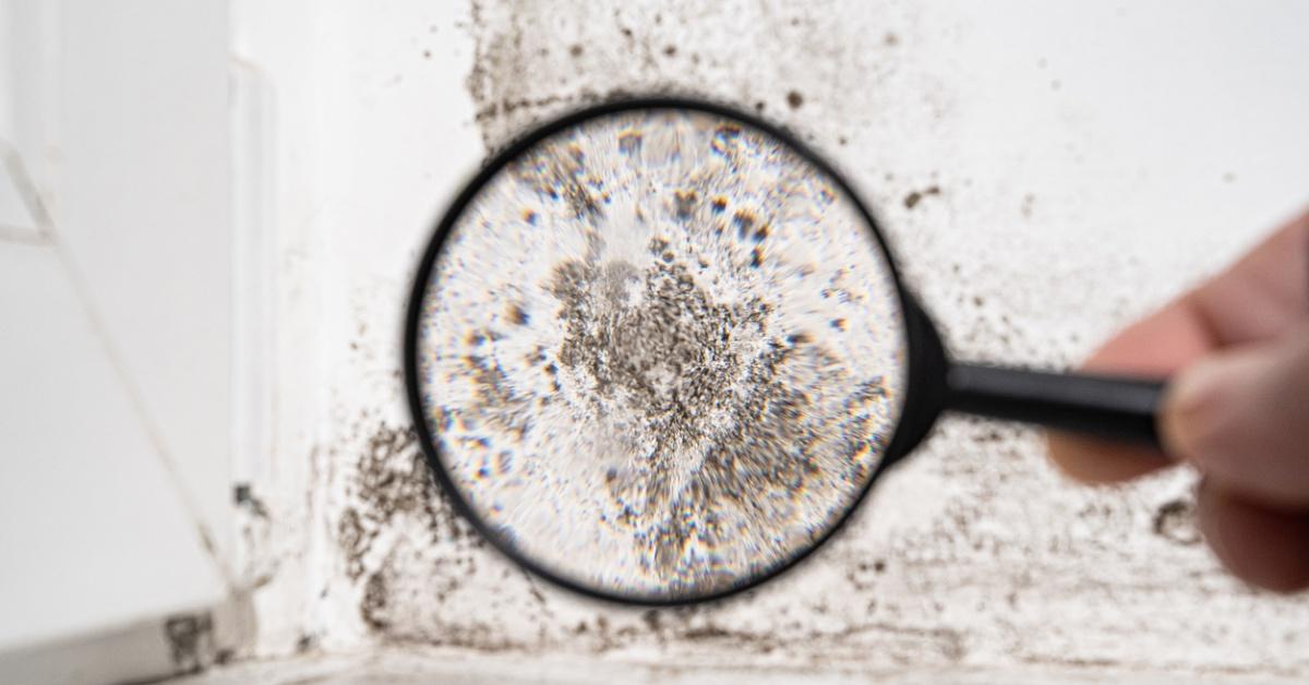 Person holding a magnifying glass to see mold damage on a wall.