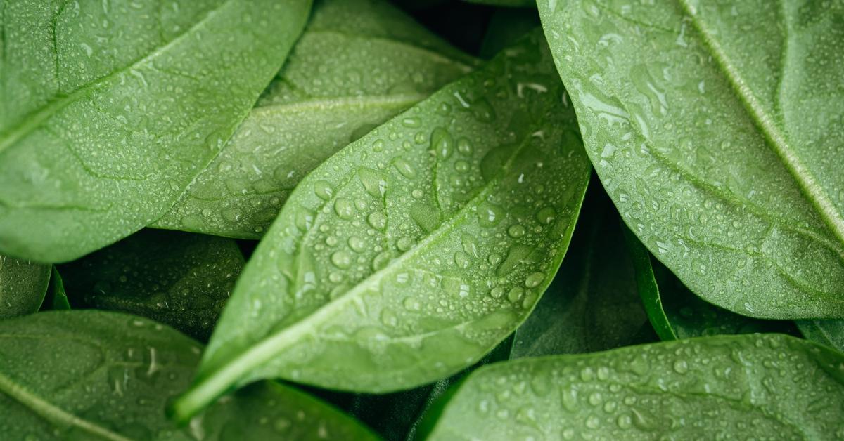 Wet spinach leaves.