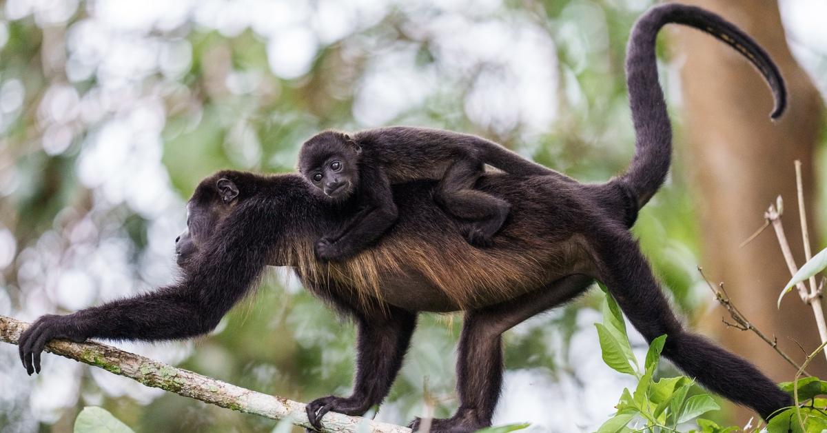 Golden mantled howler monkey female and baby climbing up a tree. 