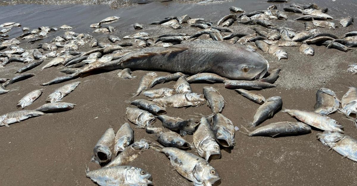 What Caused the Dead Fish on Texas Beaches?