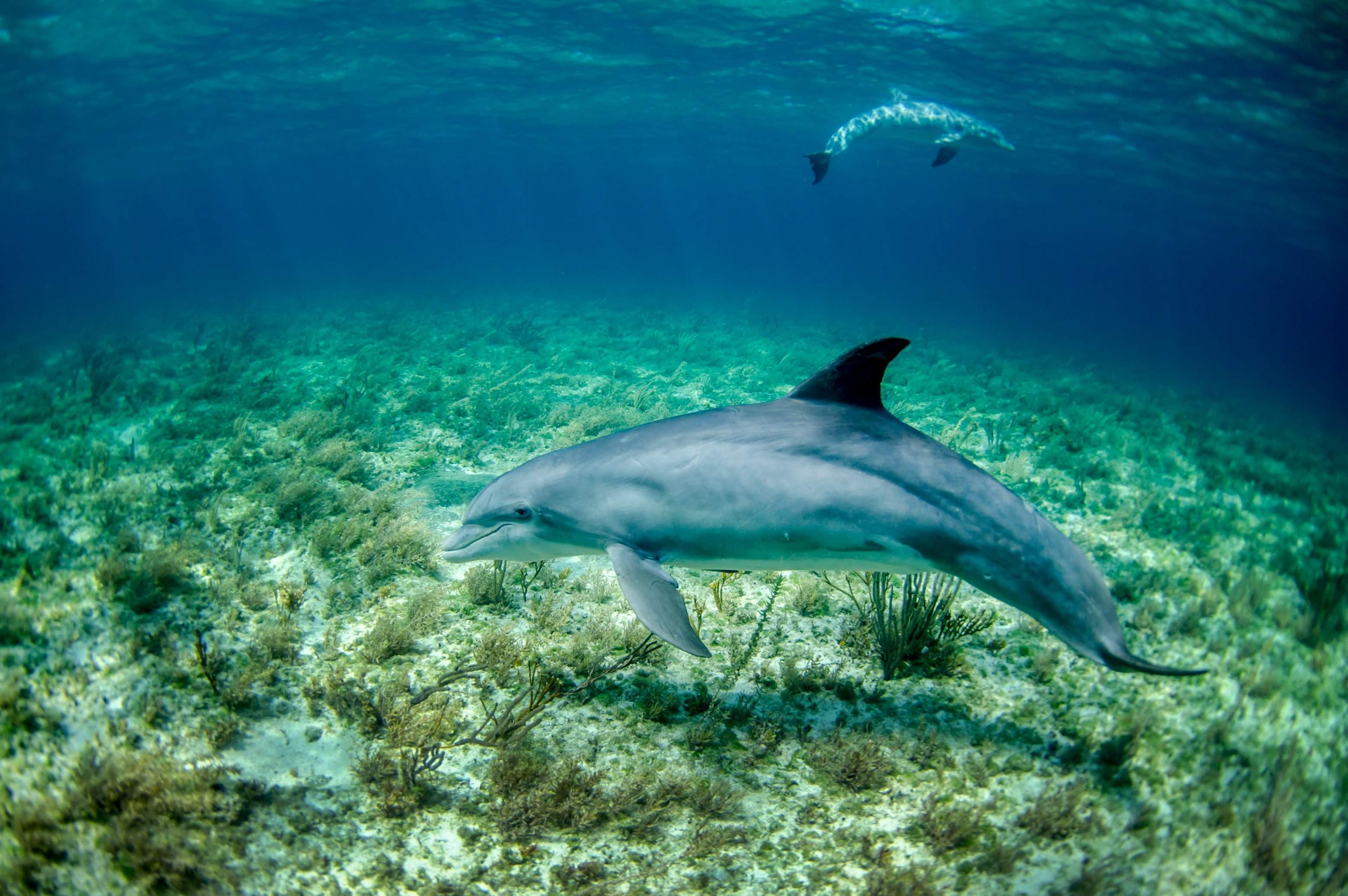 Two dolphins appear under the ocean near the floor while swimming.