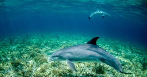 Two dolphins appear under the ocean near the floor while swimming.