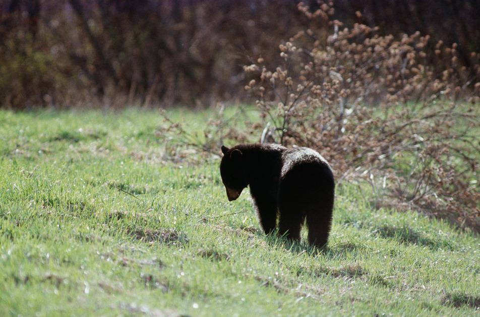 Black Bear