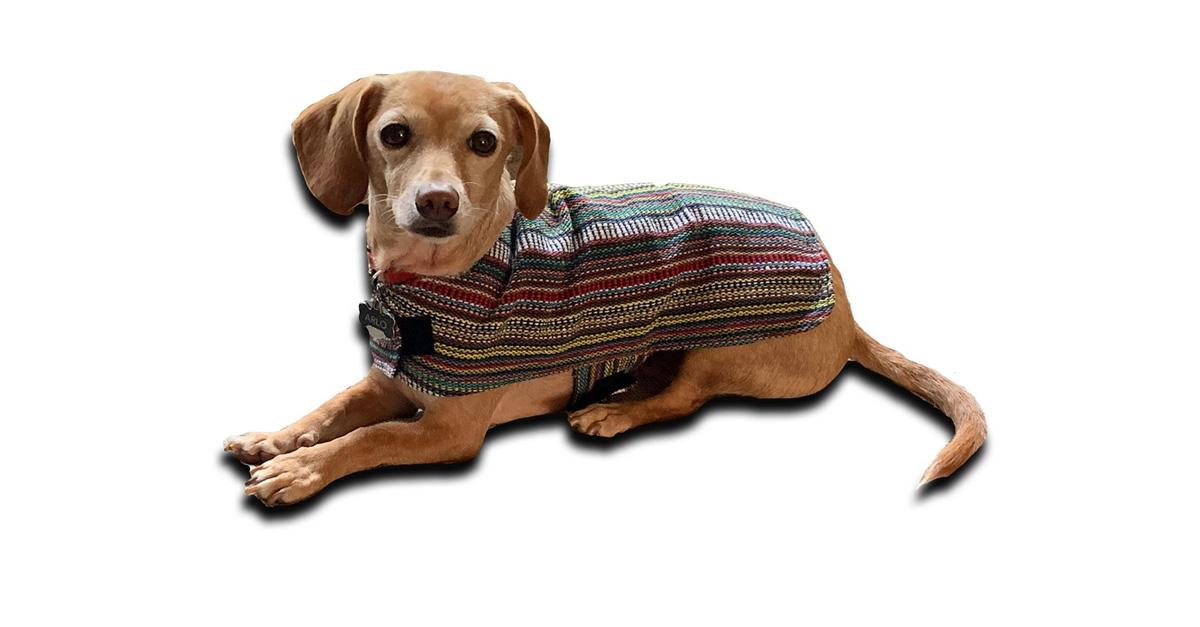 Dog wears boho-inspired poncho on white background