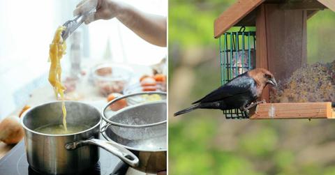 (L) A person takes cooked spaghetti out of boiling water, (R) A bird pecking on the food inside a bird feeder. (Representative Cover Image Source: Pexels | (L) Katerina Holmes, (R) Karen F)