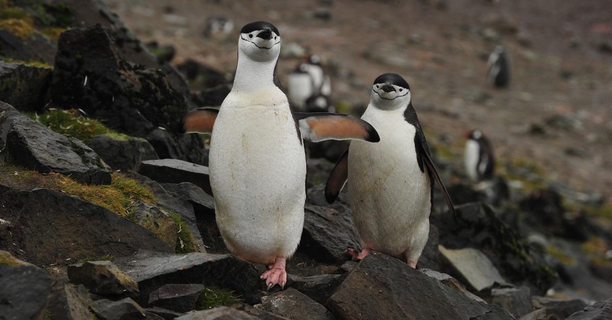 chinstrap penguin population