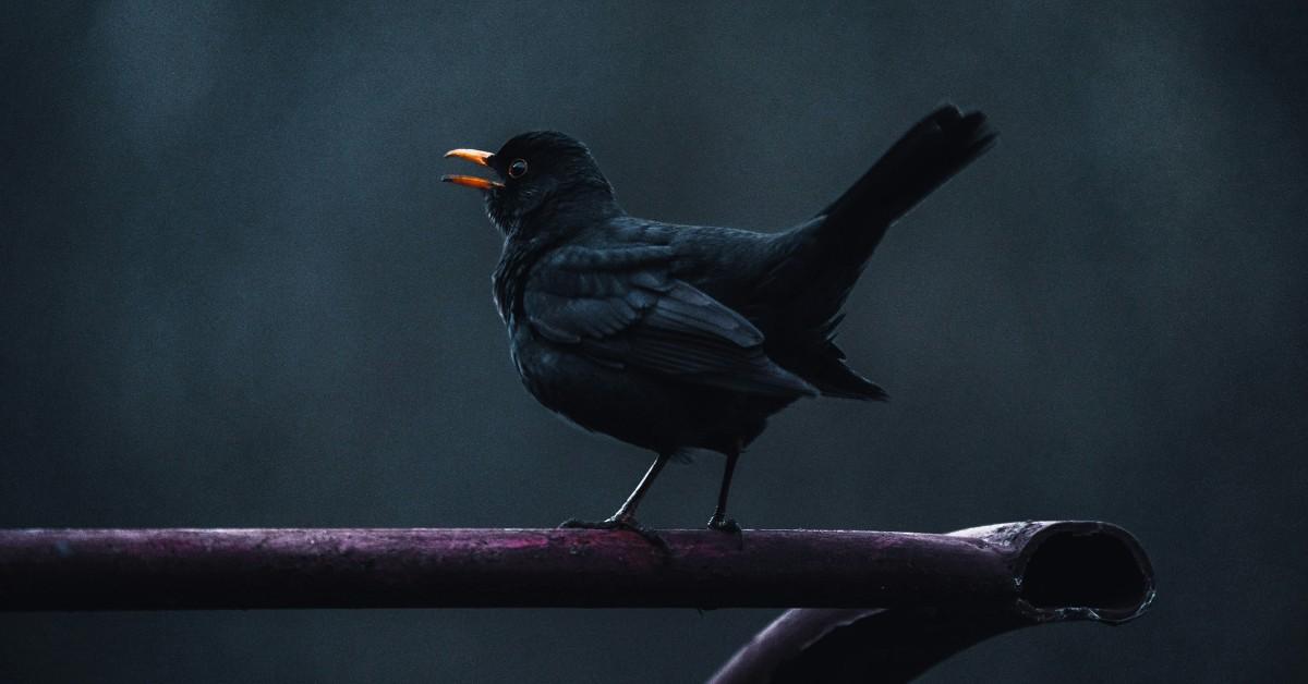 A blackbird sits on a metal bar with his mouth slightly open