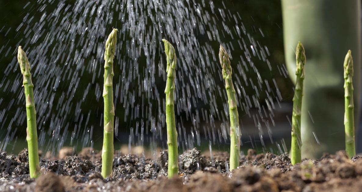 What Garden Plants Need Lime? Behind the Useful Gardening Tool